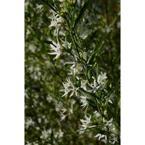 Cyphanthera anthocercidea (Solanaceae)