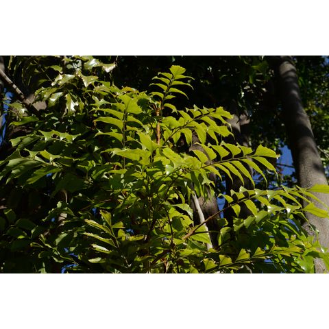 Roupala macrophylla (Proteaceae, Brazil)