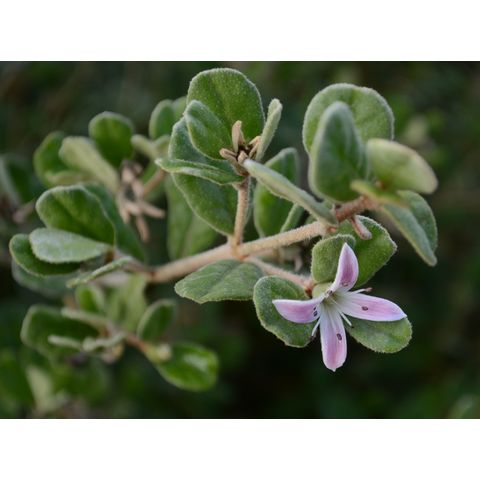 Correa alba