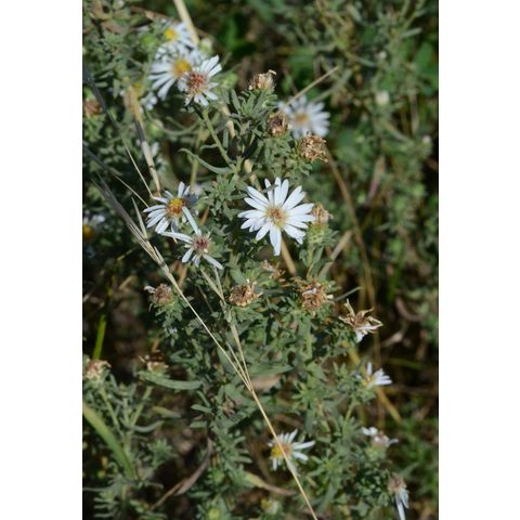 Symphyotrichum ericoides