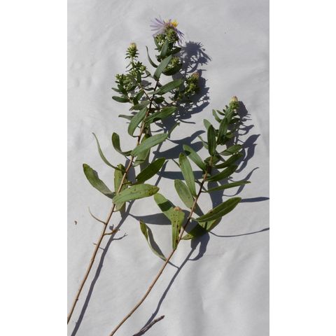 Symphyotrichum oblongifolium