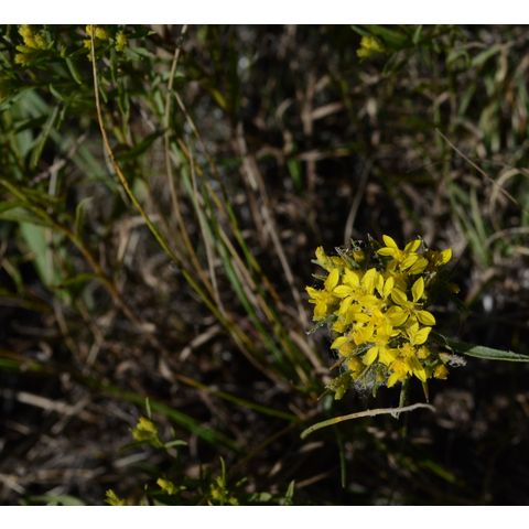 Gutierrezia sarothrae