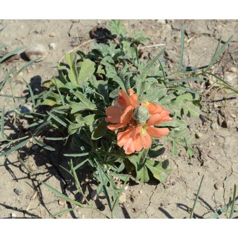 Sphaeralcea coccinea