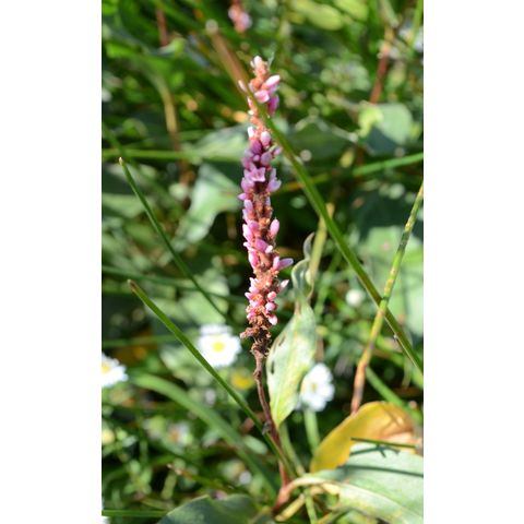 Polygonum amphibium