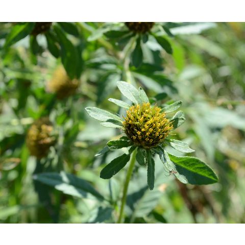 Bidens vulgata