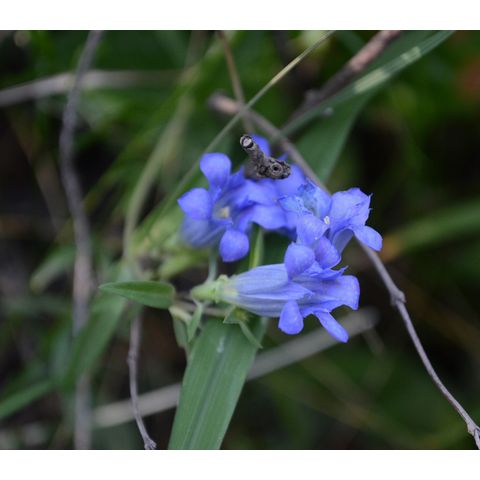 Gentiana affinis
