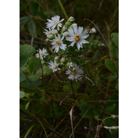 Symphyotrichum ericoides