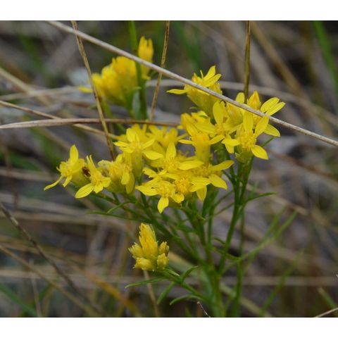 Gutierrezia sarothrae