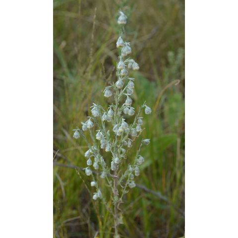 Artemisia frigida