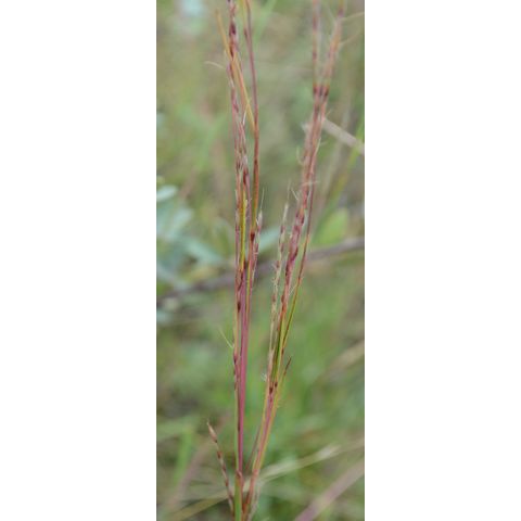 Schizachyrium scoparium