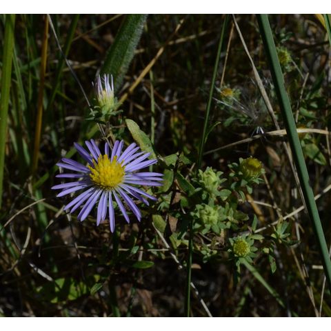 Symphyotrichum laeve