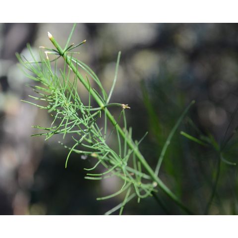 Asparagus officinalis