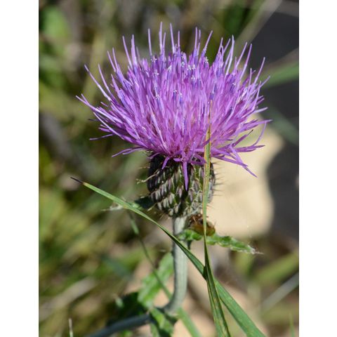 Cirsium flodmanii