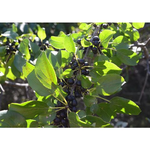 Rhamnus cathartica