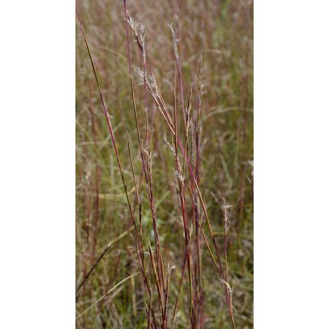Schizachyrium scoparium