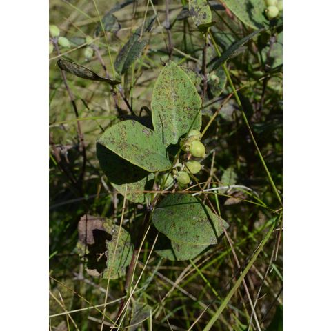 Symphoricarpos albus