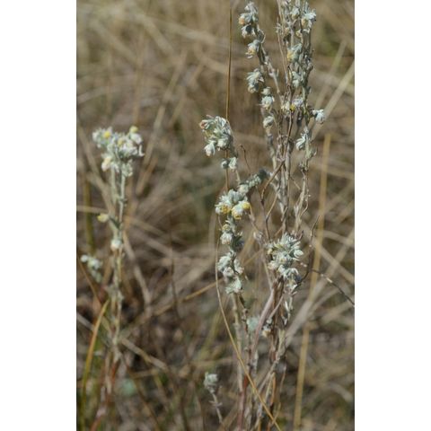 Artemisia frigida