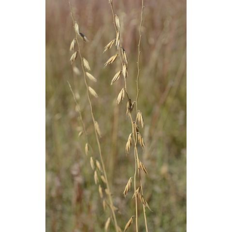 Bouteloua curtipendula