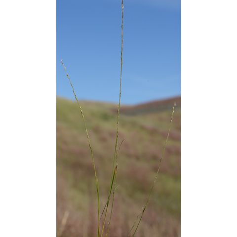 Muhlenbergia cuspidata