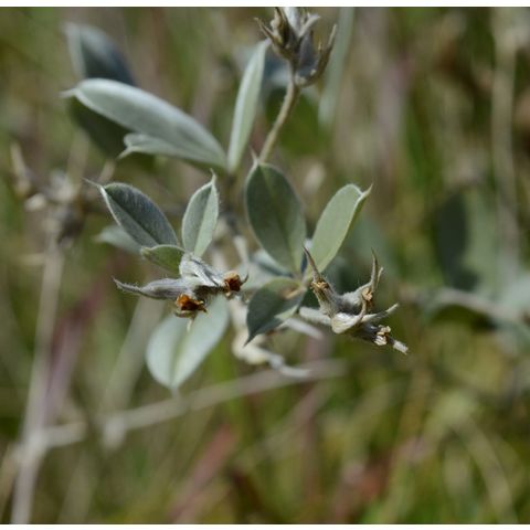 Pediomelum argophyllum