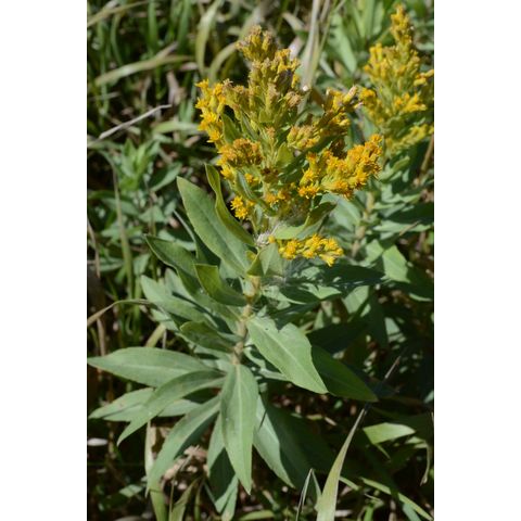 Solidago canadensis