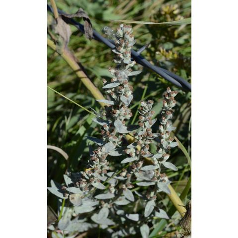 Artemisia ludoviciana