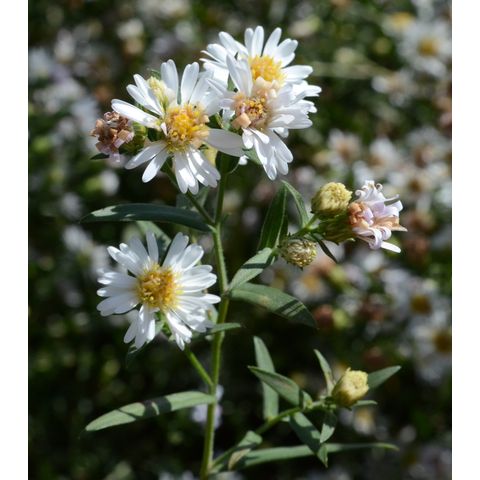 Symphyotrichum boreale