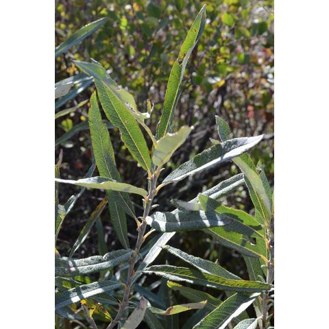 Salix candida