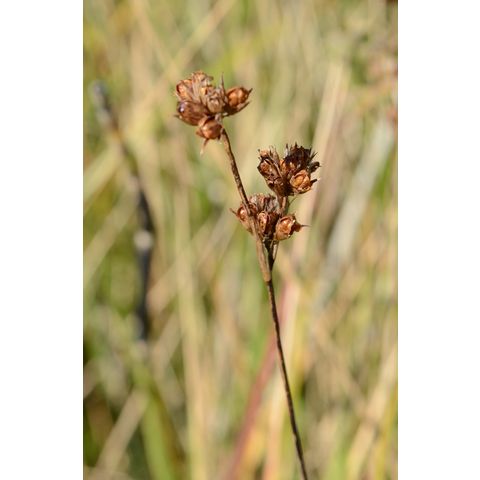 Juncus longistylis
