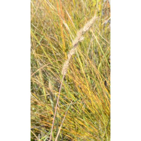 Muhlenbergia glomerata