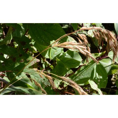Bromus ciliatus