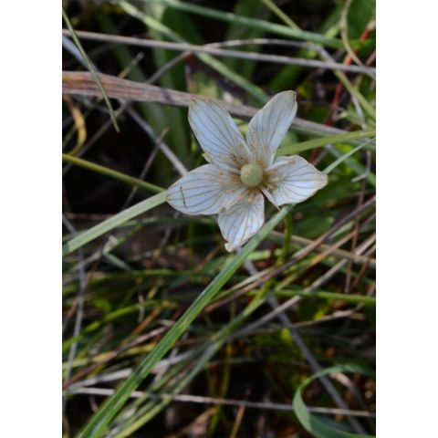 Parnassia glauca