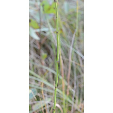 Equisetum laevigatum