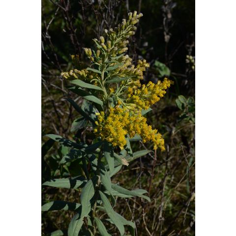 Solidago canadensis