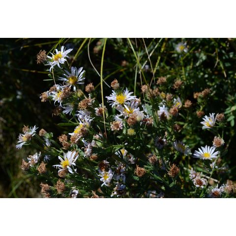 Symphyotrichum lanceolatum