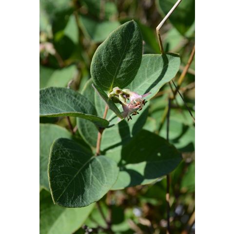 Symphoricarpos albus