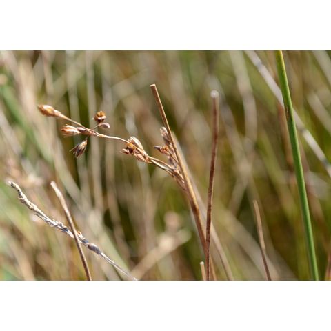 Juncus longistylis