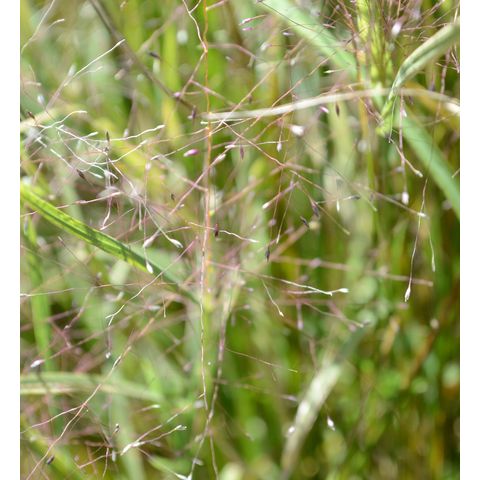 Muhlenbergia asperifolia