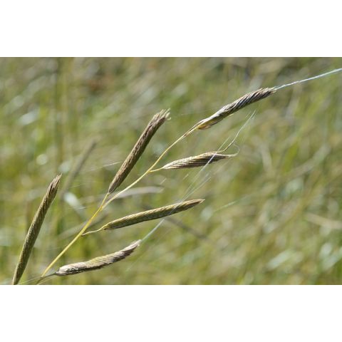 Spartina pectinata