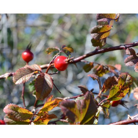 Rosa woodsii