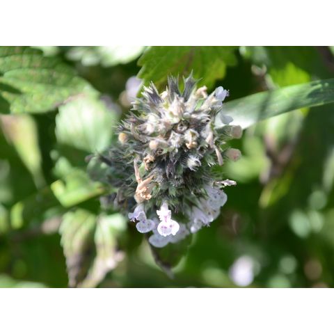 Nepeta cataria