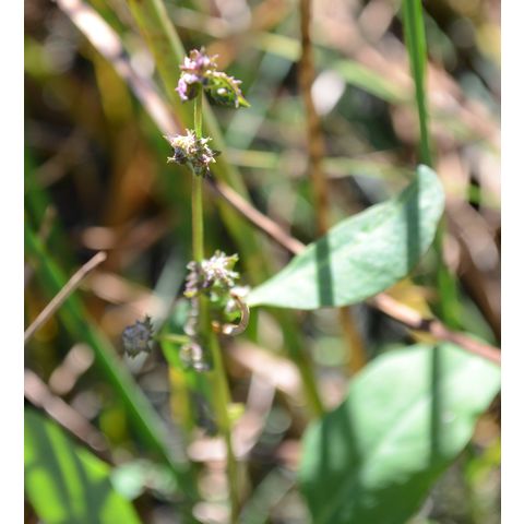 Atriplex subspicata