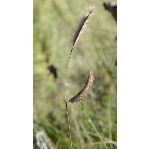 Bouteloua gracilis