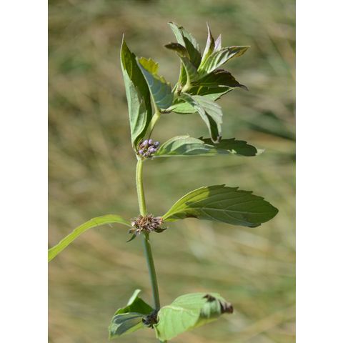 Mentha arvensis