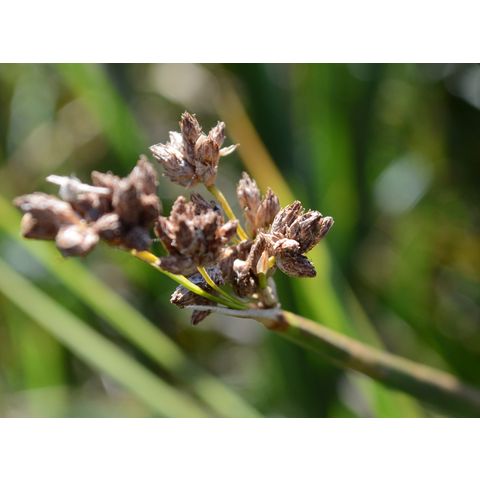 Schoenoplectus acutus
