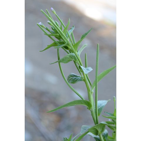 Epilobium ciliatum