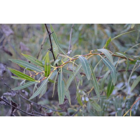 Salix petiolaris