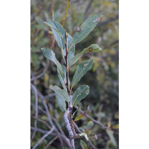 Salix humilis
