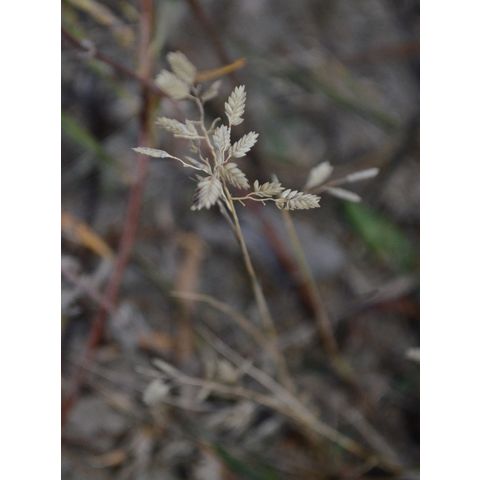 Eragrostis cilianensis