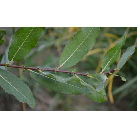 Salix eriocephala